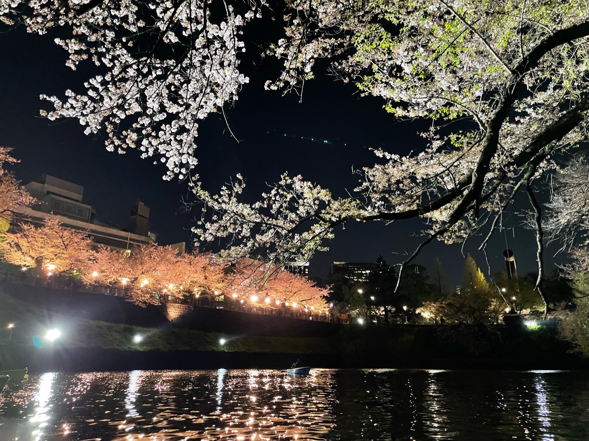 東京千鳥之淵夜間點燈,滿開的染井吉野櫻垂掛水面,燈光倒映在護城河上
