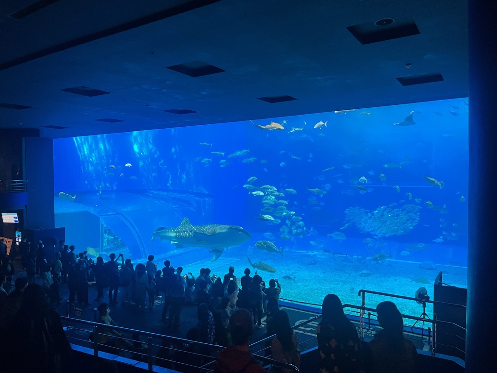 美麗海水族館鯨鯊仰角,張嘴從水底游向水面,周圍圍繞著小魚