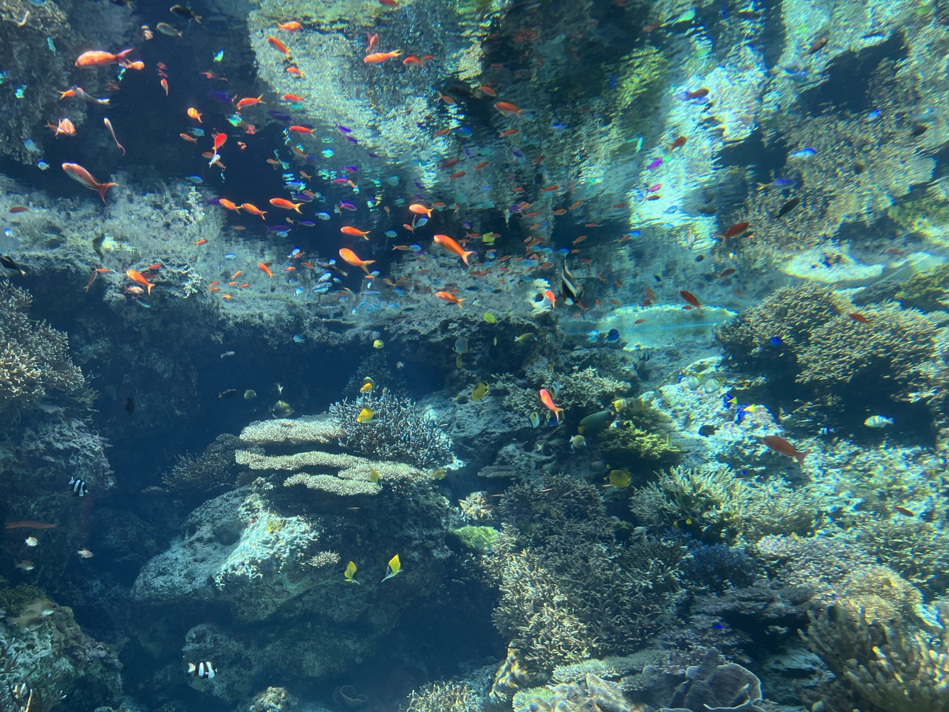 美麗海水族館鯨鯊仰角,張嘴從水底游向水面,周圍圍繞著小魚
