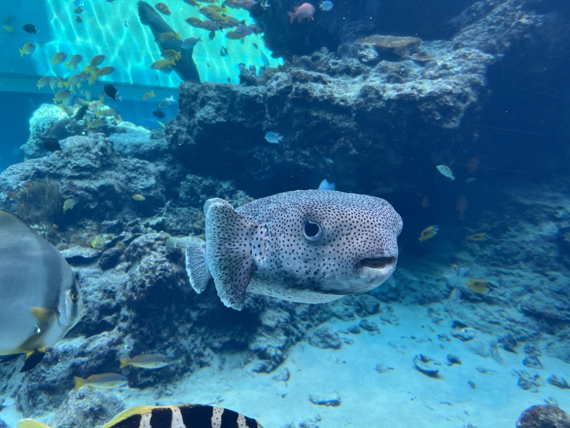 美麗海水族館鯨鯊仰角,張嘴從水底游向水面,周圍圍繞著小魚