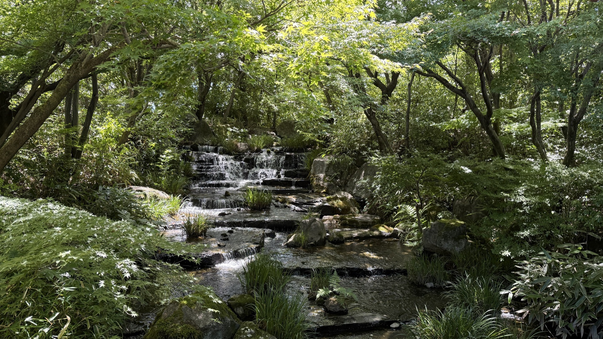 從外苑公園遠望姬路城天守閣,白色城樓在綠樹與藍天之間清晰可見