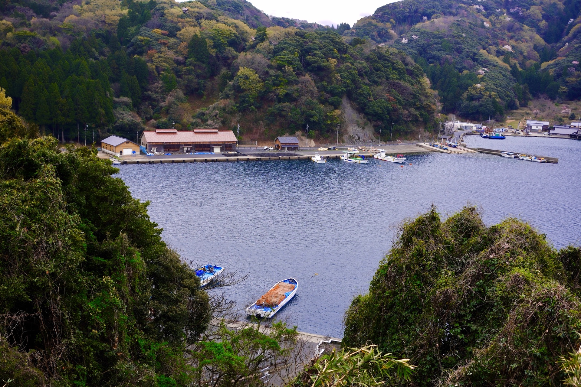 伊根舟屋黃昏與櫻花