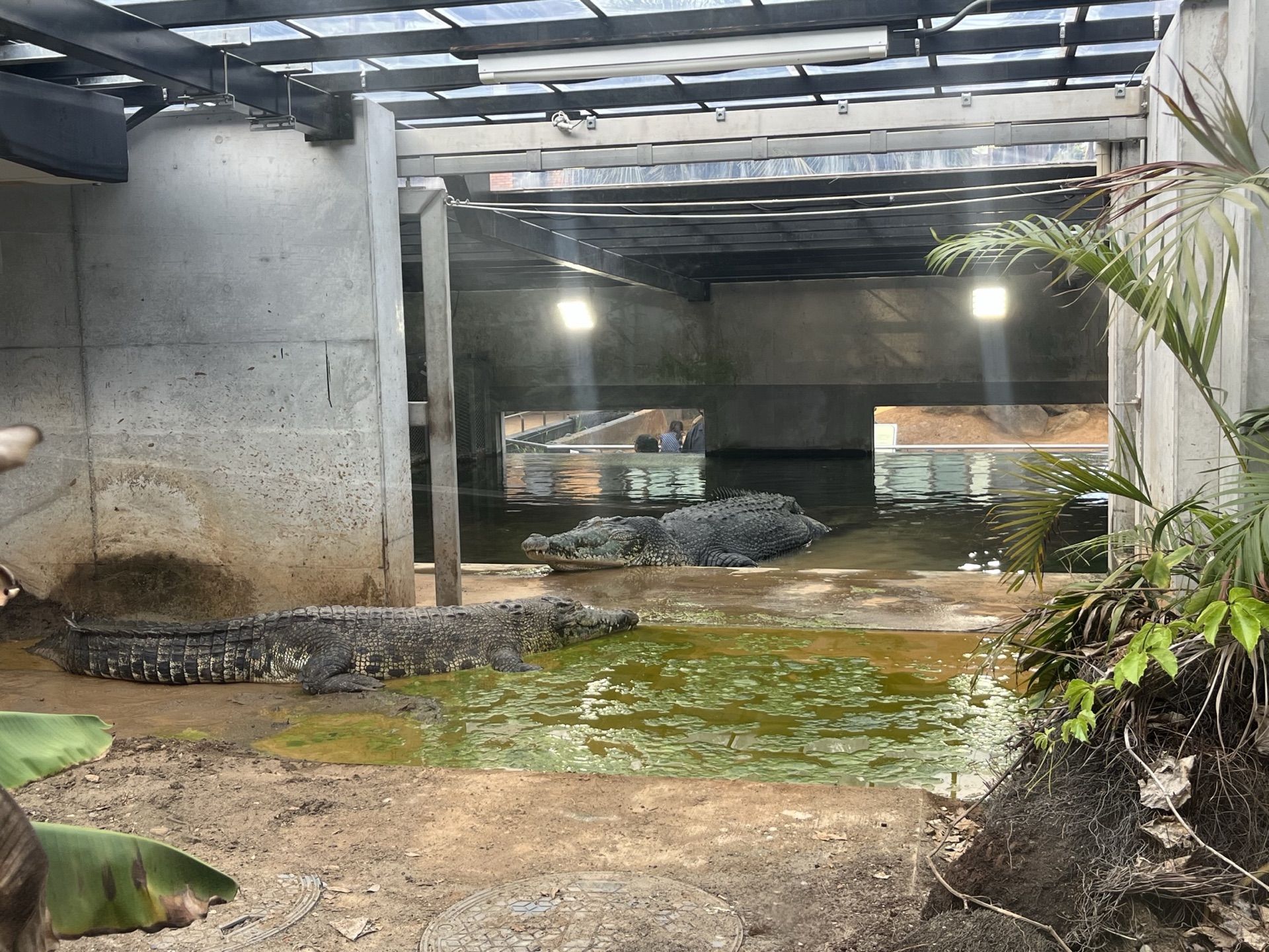 靜岡伊豆 iZoo 動物園超大鱷魚臉部近景，牙齒與粗糙鱗片細節清晰，透過鐵欄拍攝