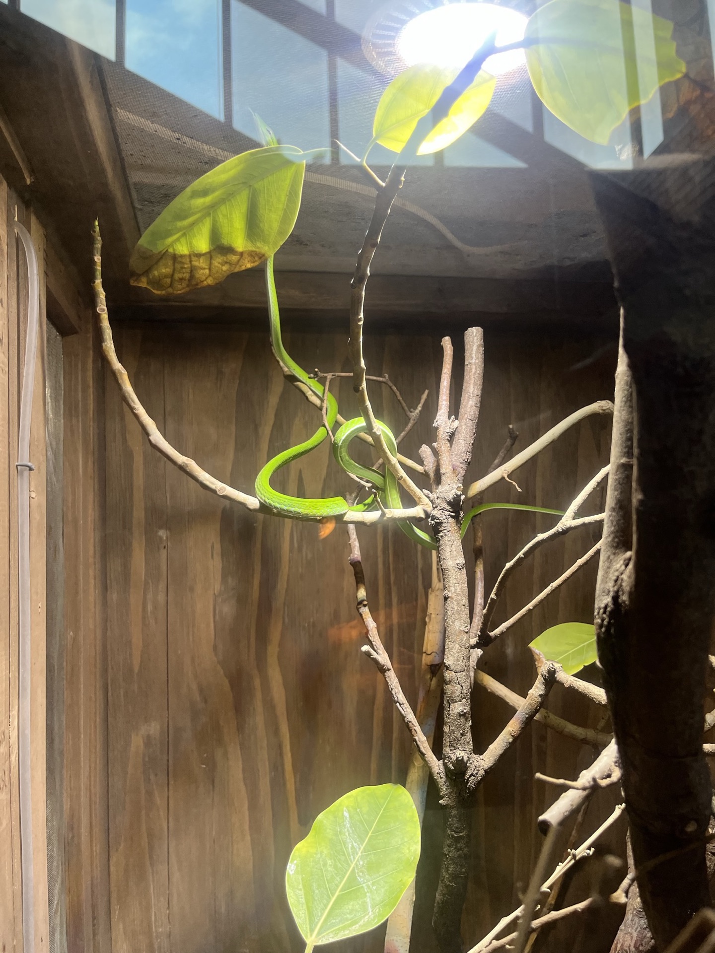 靜岡伊豆 iZoo 動物園超大鱷魚臉部近景，牙齒與粗糙鱗片細節清晰，透過鐵欄拍攝