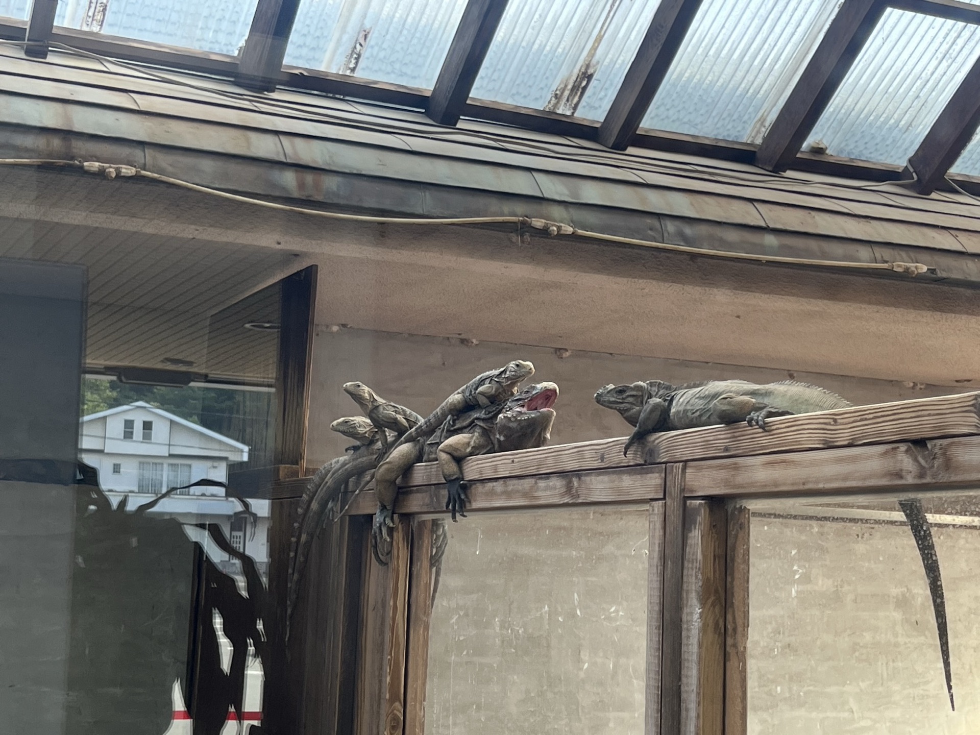 靜岡伊豆 iZoo 動物園超大鱷魚臉部近景，牙齒與粗糙鱗片細節清晰，透過鐵欄拍攝