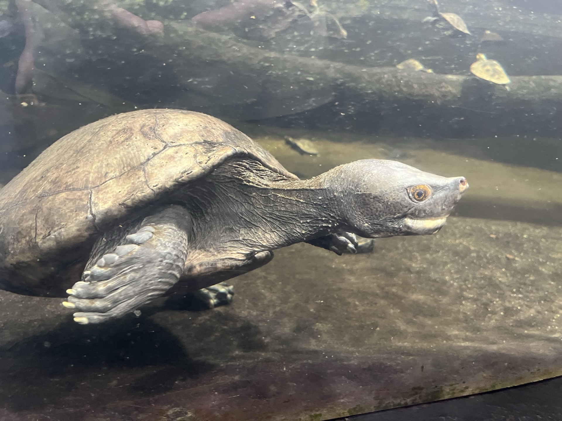 靜岡伊豆 iZoo 動物園超大鱷魚臉部近景，牙齒與粗糙鱗片細節清晰，透過鐵欄拍攝