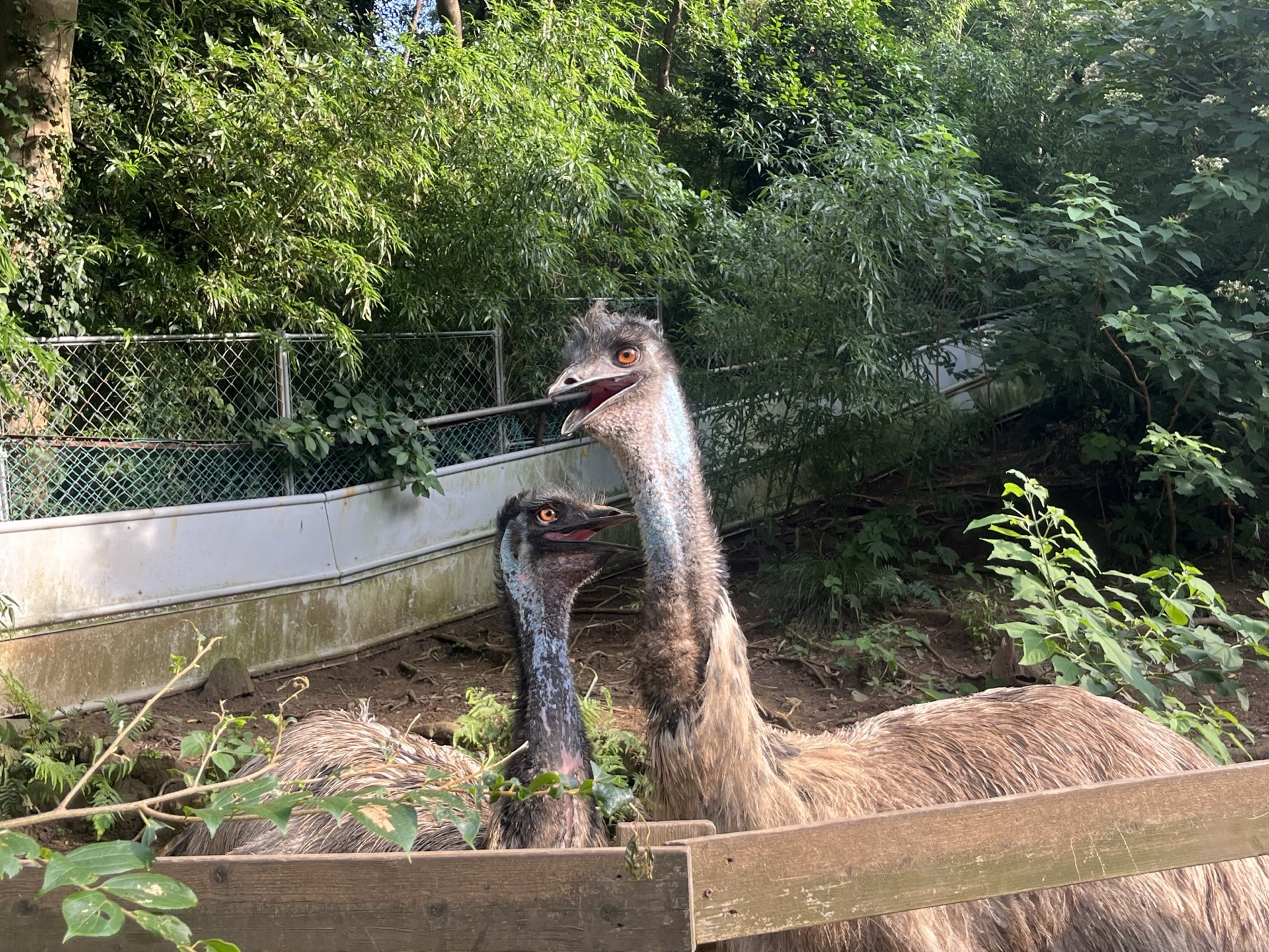 靜岡伊豆 iZoo 動物園超大鱷魚臉部近景，牙齒與粗糙鱗片細節清晰，透過鐵欄拍攝