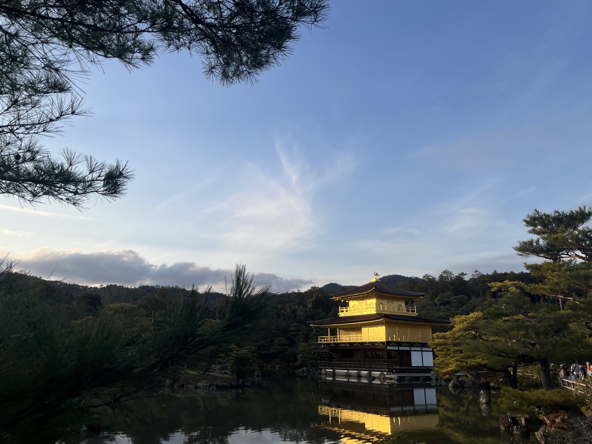 夏日晴天,金閣寺被松樹枝椏框住,鏡湖池倒映著金色樓閣