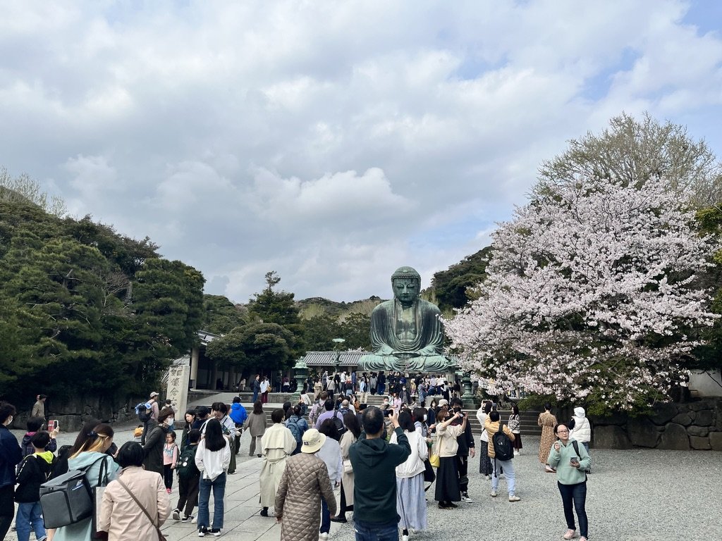 神奈川縣鎌倉市高德院鎌倉大佛,前方盛開染井吉野櫻,遊客人潮聚集廣場