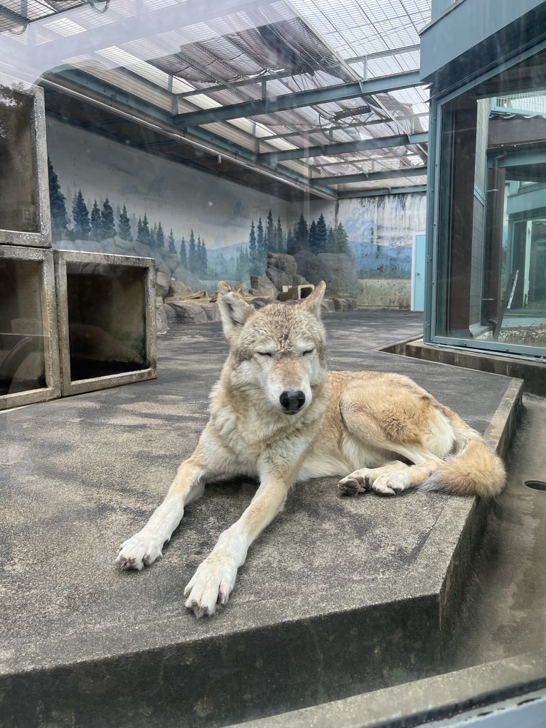 天王寺動物園的狼,扭頭瞇眼的表情