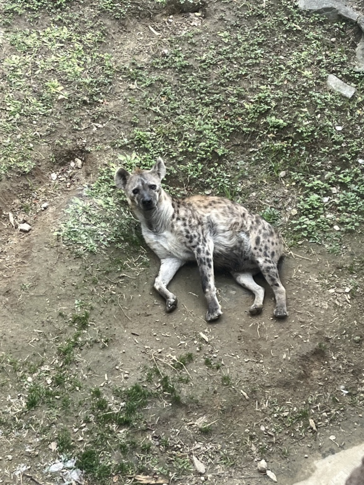 天王寺動物園的狼,扭頭瞇眼的表情