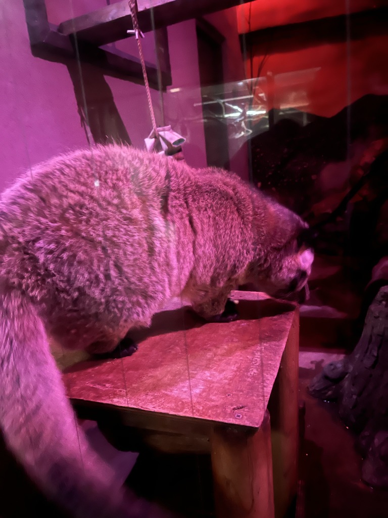 天王寺動物園的狼,扭頭瞇眼的表情