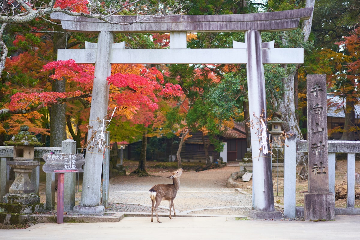 奈良東大寺 奈良公園 小鹿 一日遊 2026